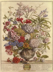Juillet, des Douze Mois de Fleurs par Robert Furber (c.1674-1756) gravé par Henry Fletcher (gravure en couleur)